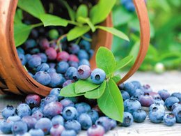 Bilberry Fruit Extract 1000 mcg